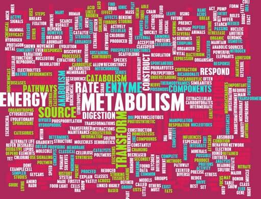 metabolism