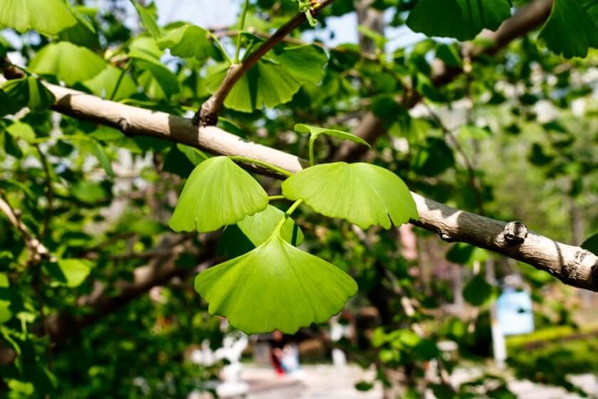 ginko pestovanie